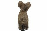 Triceratops Caudal Vertebra on Metal Stand - Wyoming #242360-7